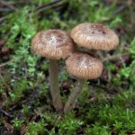 新手指南:轻松注册真钱捕鱼平台的步骤与技巧 0udqh